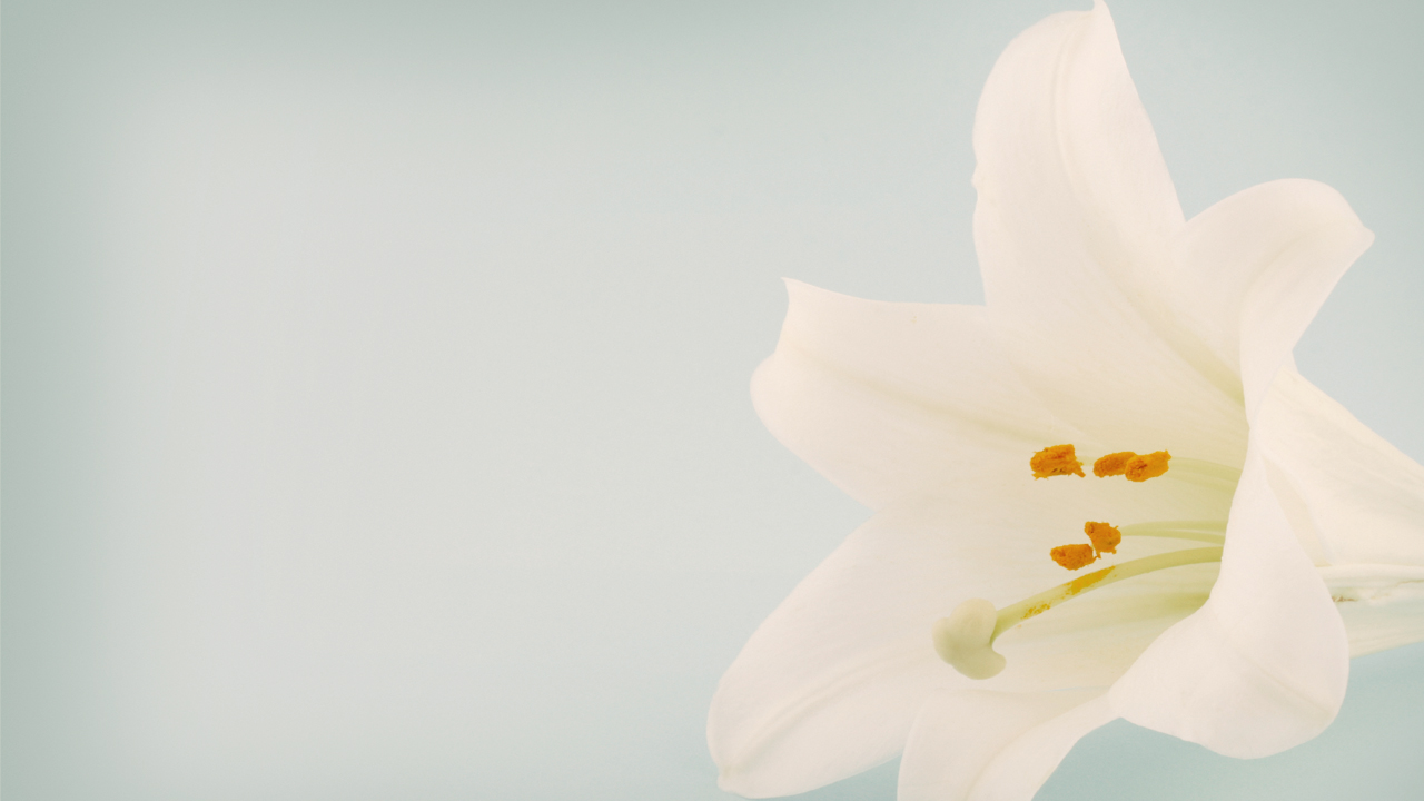 Homebound Visitation — Easter Lilies